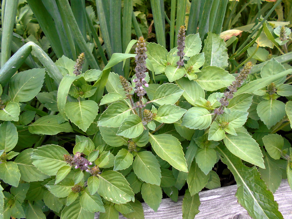 Holy Basil for Relaxation & Stress Relief Botanical Culture