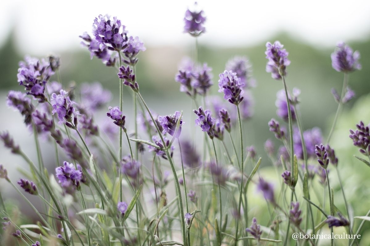 Lavender for Stress Relief & Sleep Botanical Culture